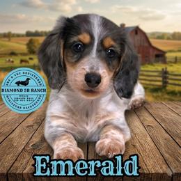 EMERALD - Dapple male Dachshund puppy in Columbia, Louisiana from Diamond 5R Ranch AKC & CKC Miniature Dachshunds