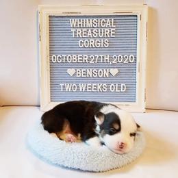 American Corgi and Pembroke Welsh Corgi Puppies from Whimsical Treasure Corgis