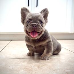 Prada - Tricolors female French Bulldog puppy in San Diego, California from Hlop Frenchies LLC
