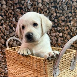 Colin - Yellow male Labrador Retriever puppy in Isle, Minnesota from Dog Ear Outfitters