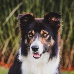 Ben - Border Collie