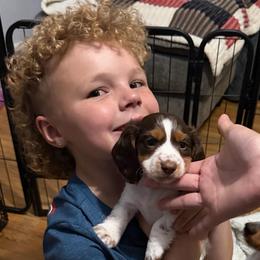 Cedar AKC - Piebald male Dachshund puppy in Erie, Michigan from Champagne’s Grinch Toe’d Dachshunds