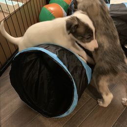 Silken Windhound Puppies from Regalant Silken Windhounds