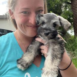 Miniature Schnauzer Puppies from Wahl 2 Wahl Schnauzers