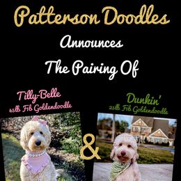 Double Doodles and Goldendoodles from Patterson Doodles GVL