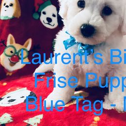 Bichon Frises from Laurent’s Bichon Frise Puppies
