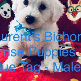 Bichon Frises from Laurent’s Bichon Frise Puppies
