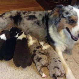 Australian Shepherds from Scratch & Dent Ranch