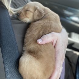 Golden Retriever Puppies from Charlottes Goldens