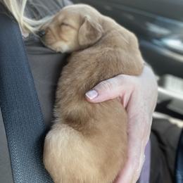 Golden Retriever Puppies from Charlottes Goldens
