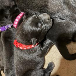 Red collar boy - Black male German Shepherd puppy in Centralia, Illinois from Janices AKC German Sheperds LLC