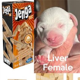 Jenga - White and liver brown female Dalmatian puppy in New Jersey from Prestige Dalmatians