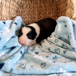 Brew - Black and white male Border Collie puppy in Owenton, Kentucky from Three16 Ranch
