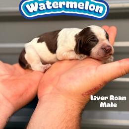 Watermelon - Liver white and roan male English Springer Spaniel puppy in Uvalda, Georgia from Willow Creek Farms