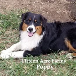 Poppy - Australian Shepherd