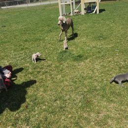 Weimaraner Puppies from Miller's Weimaraners