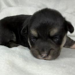 Wanda - Black and tan female American Corgi puppy in Grants Pass, Oregon from KnR Antler Dogs