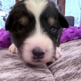 Stella - Black tri female Miniature American Shepherd puppy in Ballico, California from SierraVu Minis