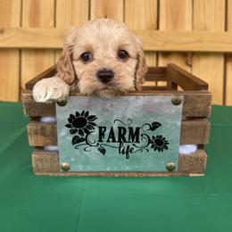 Atlas - Buff male Cockapoo puppy in Connersville, Indiana from MoonShine Babies