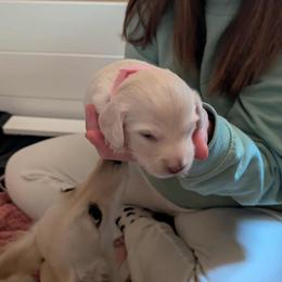 Dachshund Puppies from Brianna Bray