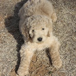 Goldendoodle and Yorkshire Terrier Puppies from Dirty Dogs Pups