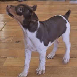 Skor - White, chocolate and tan male Rat Terrier puppy in Divide, Colorado from Outlaw Farm and Kennel