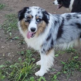 Blue - Australian Shepherd