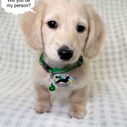 Hank AKC - Cream male Dachshund puppy in South Easton, Massachusetts from Depot Dachsies