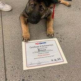 German Shepherd Puppies from Czech Haven GSD Kennel