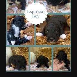 Espresso - Black and white male Sheepadoodle puppy in Columbia, Tennessee from Primrose Cottage Puppies