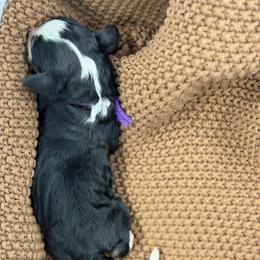 Purple collar - Tri-color female Bernedoodle puppy in Hegins, Pennsylvania from Bubbling Springs Doodles, LLC