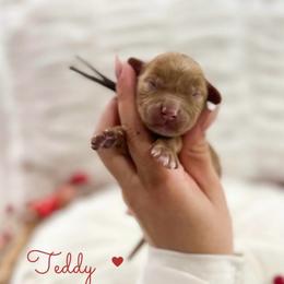 Teddy - Red male Australian Labradoodle puppy in Palmdale, California from Doodles_Ko