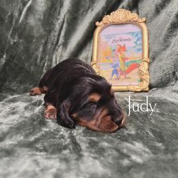 Judy - Black and tan female Dachshund puppy in Henry, Virginia from Dumbledore's AKC Mini Dachshunds
