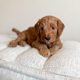 Sleepy - Black Collar - Red  male Goldendoodle puppy in Billings, Montana from Montana Raised Doodles