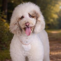 Moose - Sheepadoodle