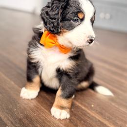 Captain Cribch Crunch - Tri-color male Bernedoodle puppy in Marion, Ohio from Doodles & Doxies