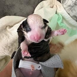 Tri Boy 1 - White and black male Pembroke Welsh Corgi puppy in Mountain View, Hawaii from Celtic Corgis