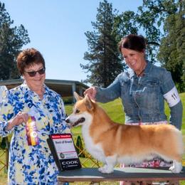Oakley - Pembroke Welsh Corgi