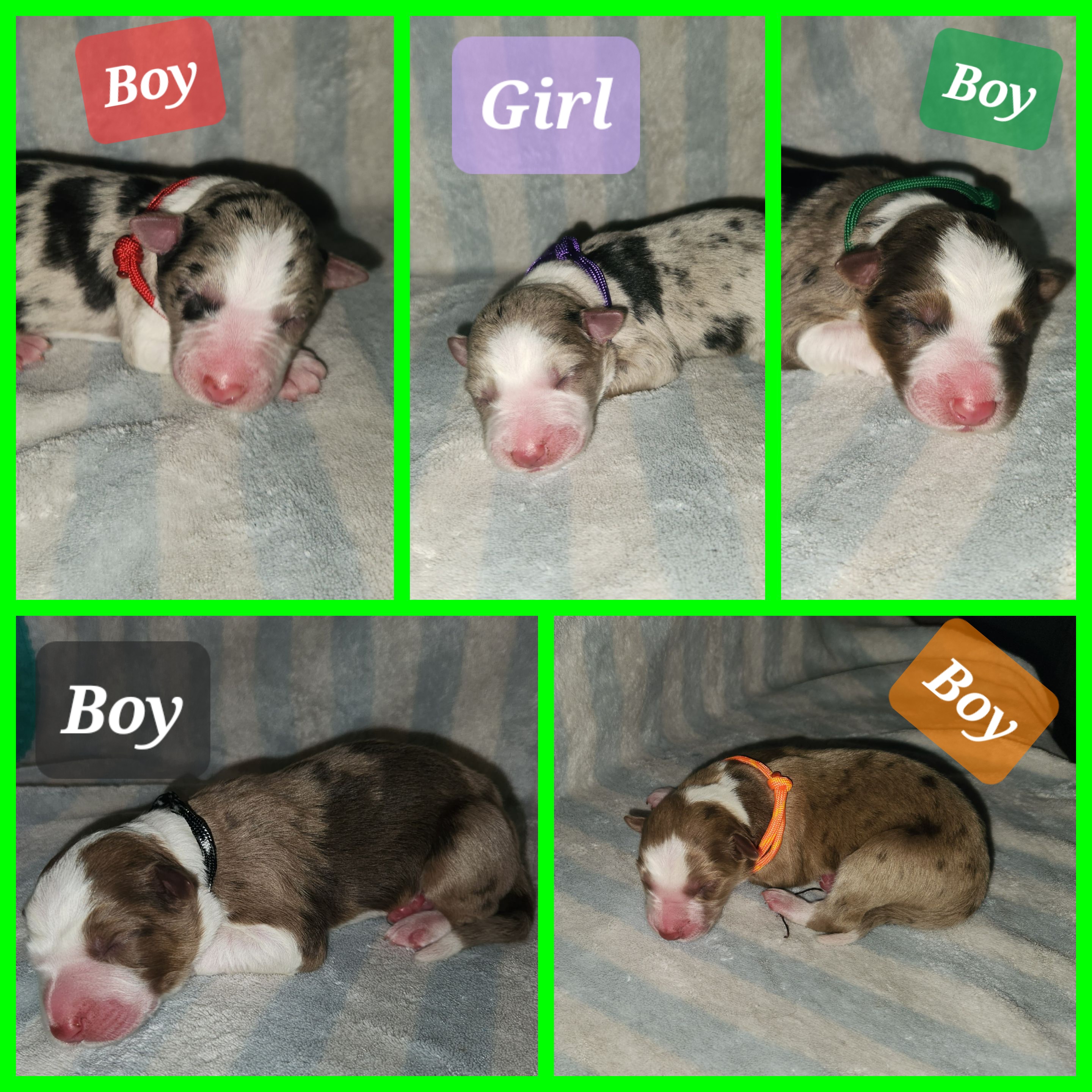 Border Collie Puppies from Lake Ridge Border Collies