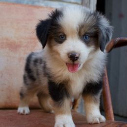 Texas - Blue merle male Miniature American Shepherd puppy in Godley, Texas from Bradley Kennels
