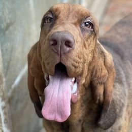 Remi - Bloodhound
