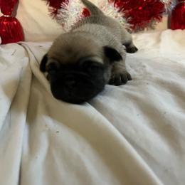 Gigi - Fawn female Pug puppy in South Carolina from Best Carolina Pugs
