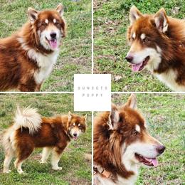 Poppy - Alaskan Malamute