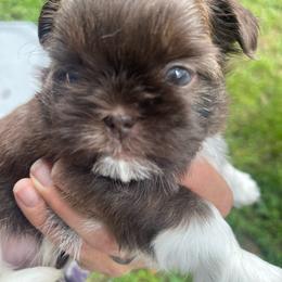 Jonah - Liver and white male Shih Tzu puppy in Hematite, Missouri from Free Range Shih Tzus