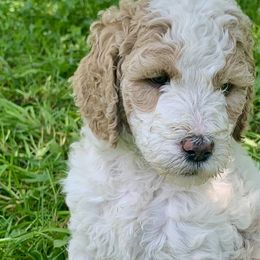 Patches AKC - Parti Poodle puppy in Redding, California from Canyon Creek Kennels