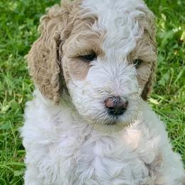 Patches AKC - Parti Poodle puppy in Redding, California from Canyon Creek Kennels