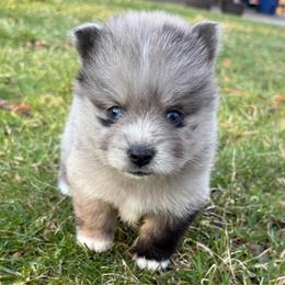 Luke - Merle male Pomsky puppy in Scandinavia, Wisconsin from Bonnie’s Little Fluffys