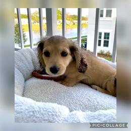 Dachshund Puppies from Meadow Ridge Dachshunds