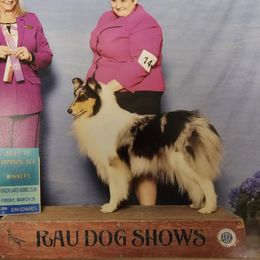 Astra - Collie