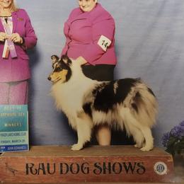 Astra - Collie